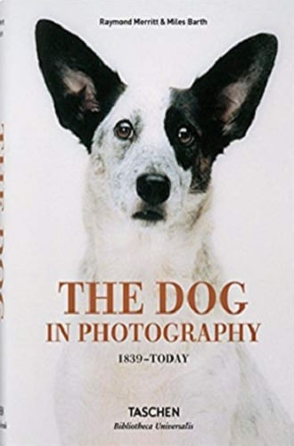THE DOG IN PHOTOGRAPHY