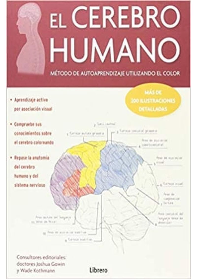 EL-CEREBRO-HUMANO