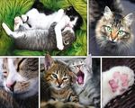 ROMPECABEZAS-1500-PZAS---COSAS-DE-GATO