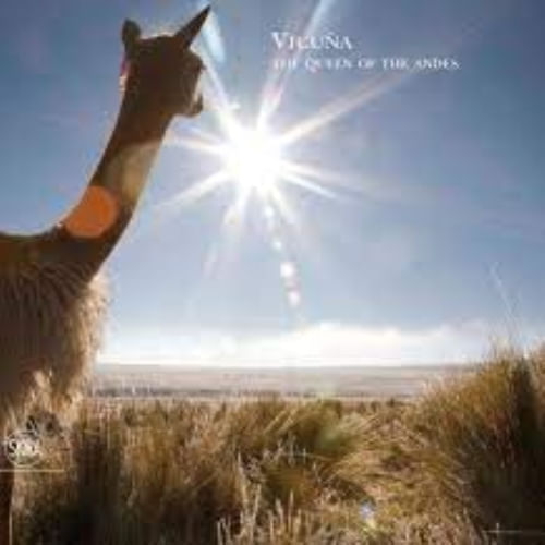 VICUÑA