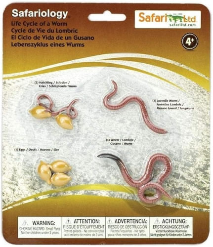 SAFARI - LIFE CYCLE OF A WORM
